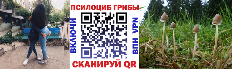 Купить где  Дигора  Псилоцибиновые грибы Cubensis 