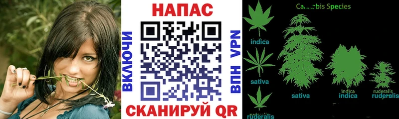 Купить  Дигора  Конопля сатива 